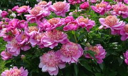 When to Transplant Peonies: Seasonal Guide for Thriving Plants