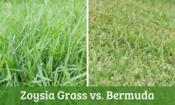 Zoysia Grass vs Bermuda: Which One Is Best for Your Lawn