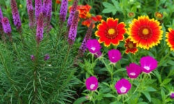 14 Native Wildflowers To Sow In October for Big Spring Color