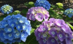 10 Small Hydrangeas for Shade: Best Picks