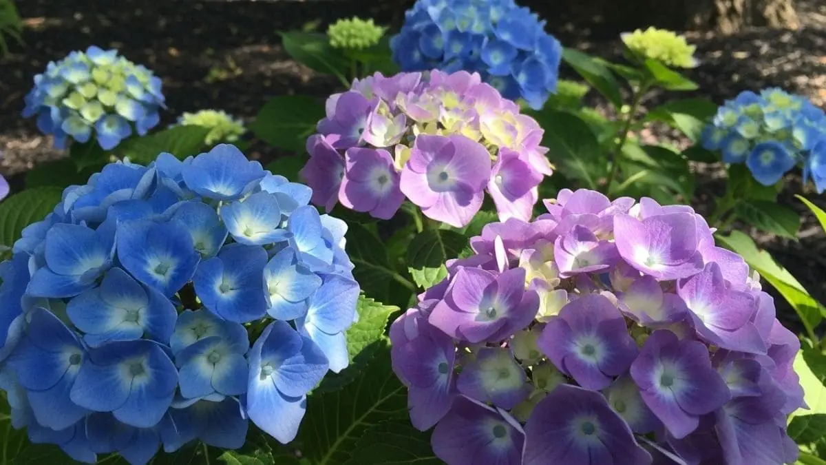 Small Hydrangeas for Shade