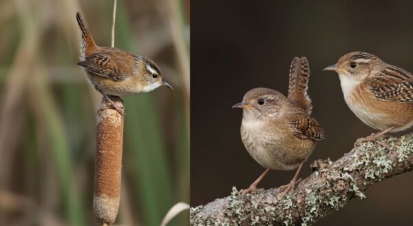 Types of Wrens in Pennsylvania