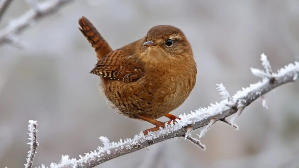 Types of wrens in Wisconsin