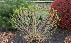 What to Do with Hydrangeas in Spring: Prune, Feed, Protect