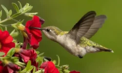 16 Annual Flowers That Attract Hummingbirds (Zones & Tips)