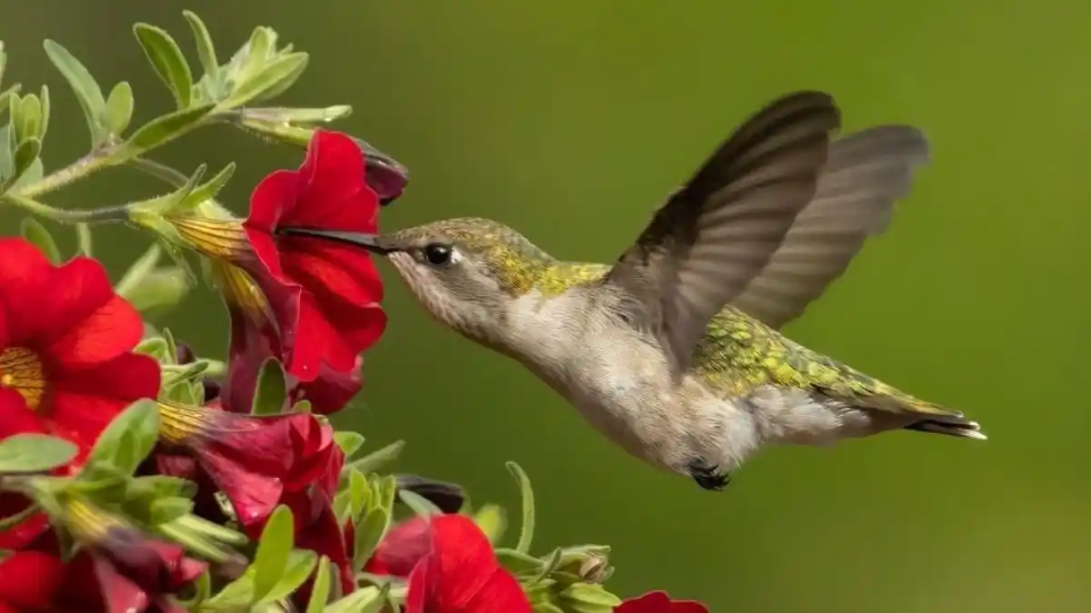 16 Annual Flowers That Attract Hummingbirds