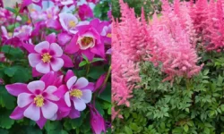 18 Shade Flowers That Attract Hummingbirds (Zones & Care)