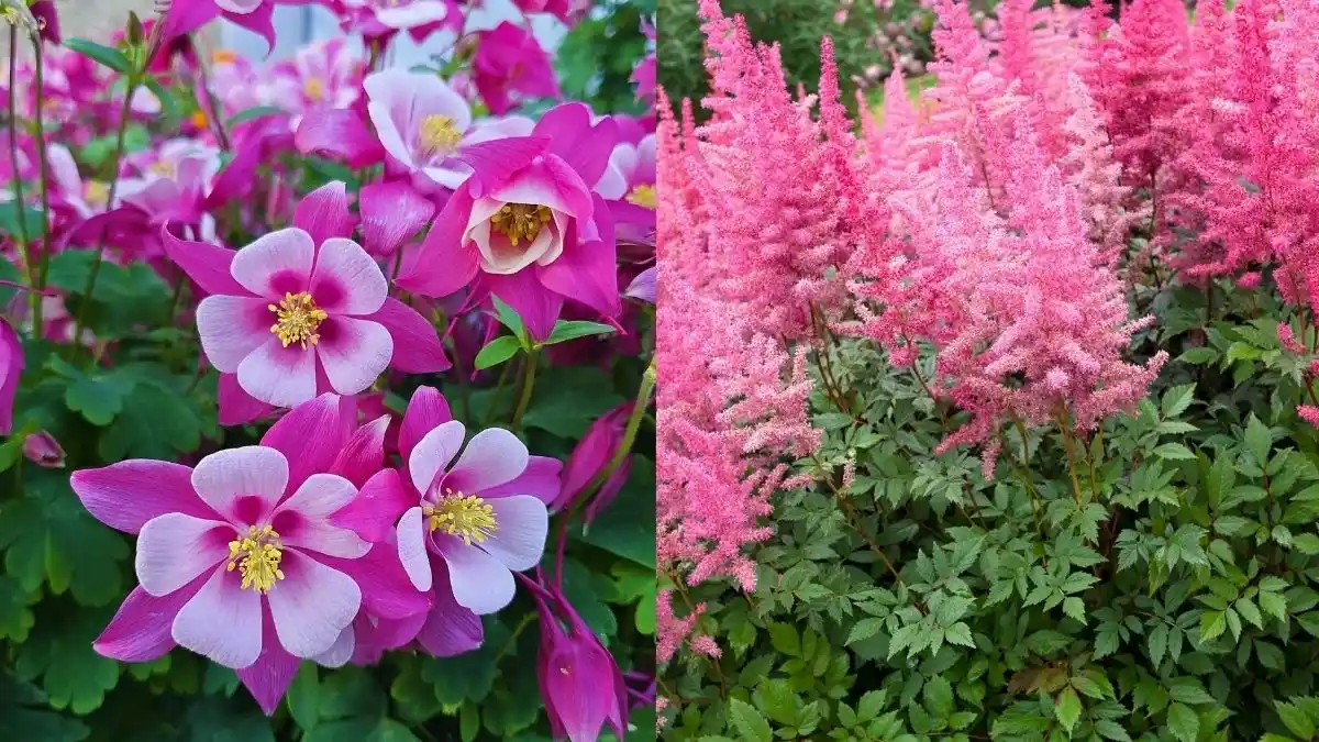 18 Shade Flowers That Attract Hummingbirds