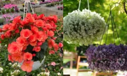 23 Hanging Flowers to Attract Hummingbirds: Pro Picks