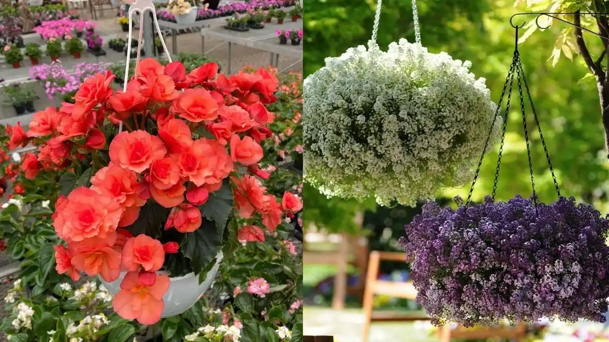 23 Hanging Flowers to Attract Hummingbirds