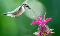 27 Best Flowers to Attract Hummingbirds (Zones, Sun & Soil Cheatsheet Inside)