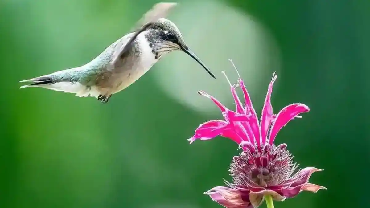 27 Best Flowers to Attract Hummingbirds