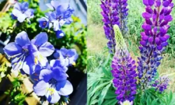 31 Perennial Flowers That Attract Hummingbirds (Zones & Tips).