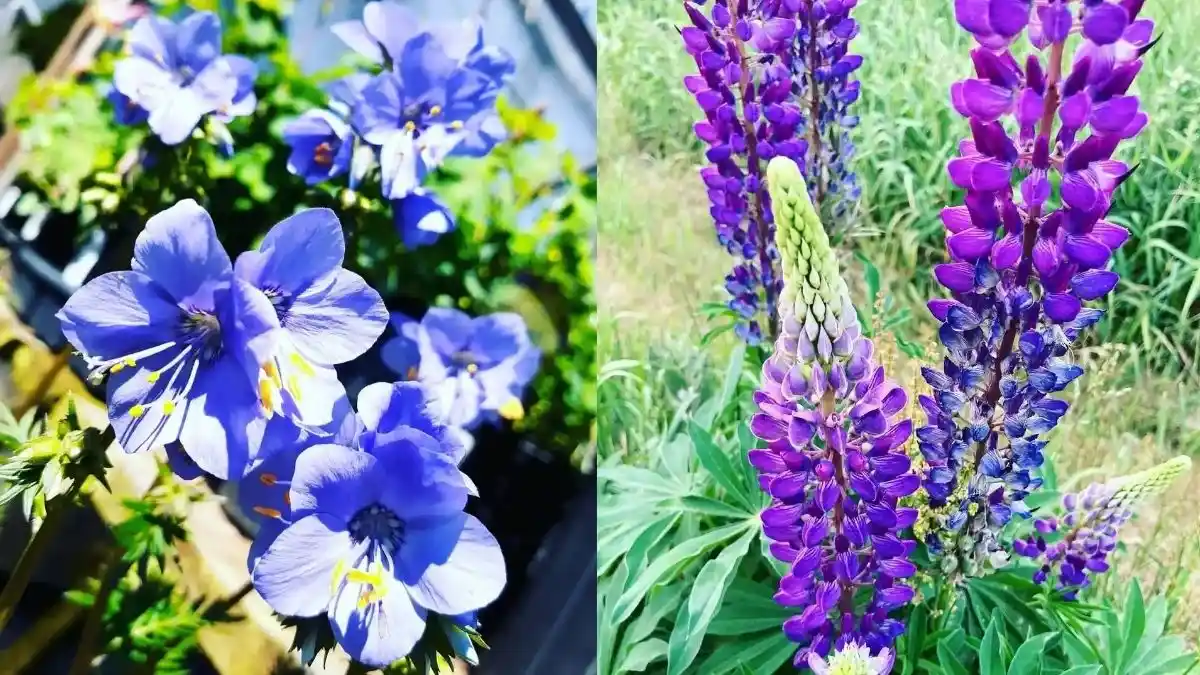 31 Perennial Flowers That Attract Hummingbirds
