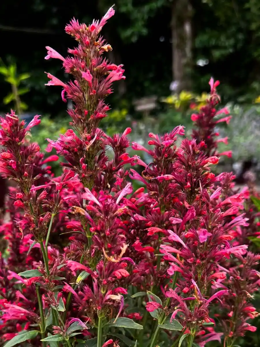 lush garden filled with perennial flowers that attract hummingbirds