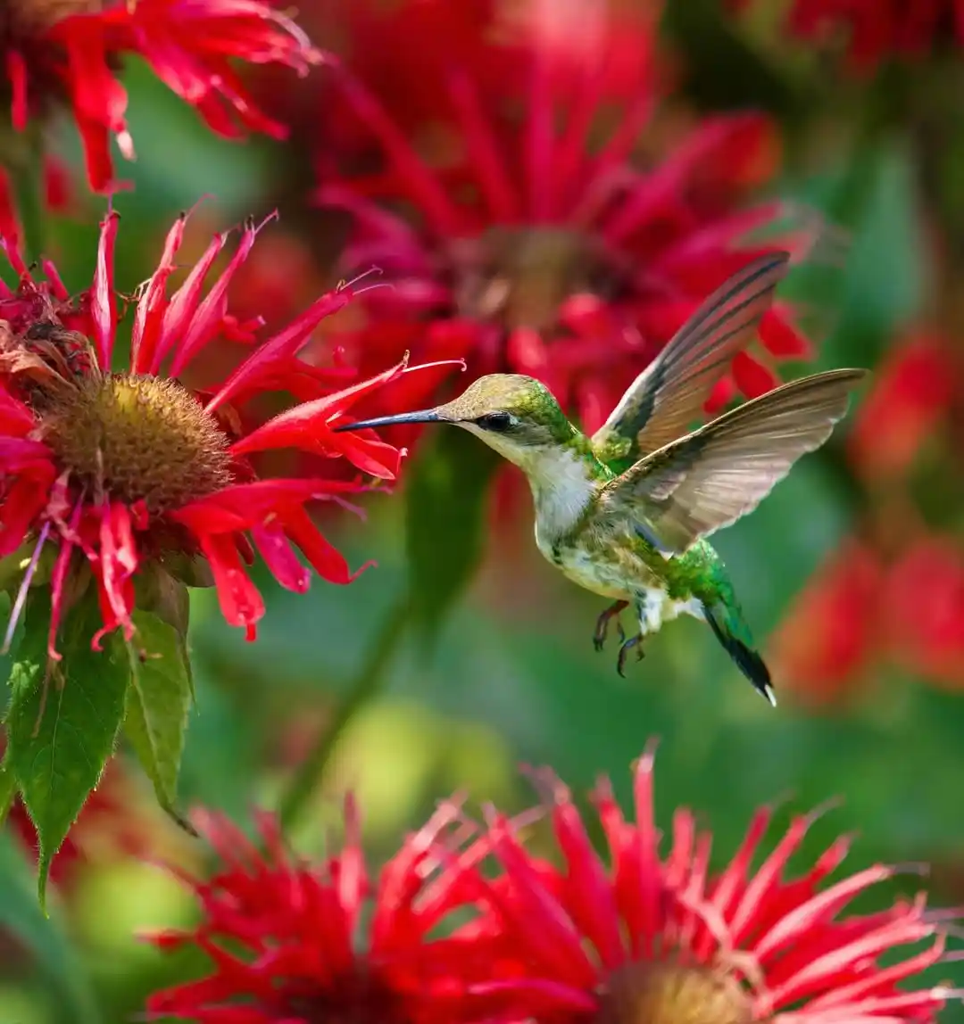 perennial flowers that attract hummingbirds