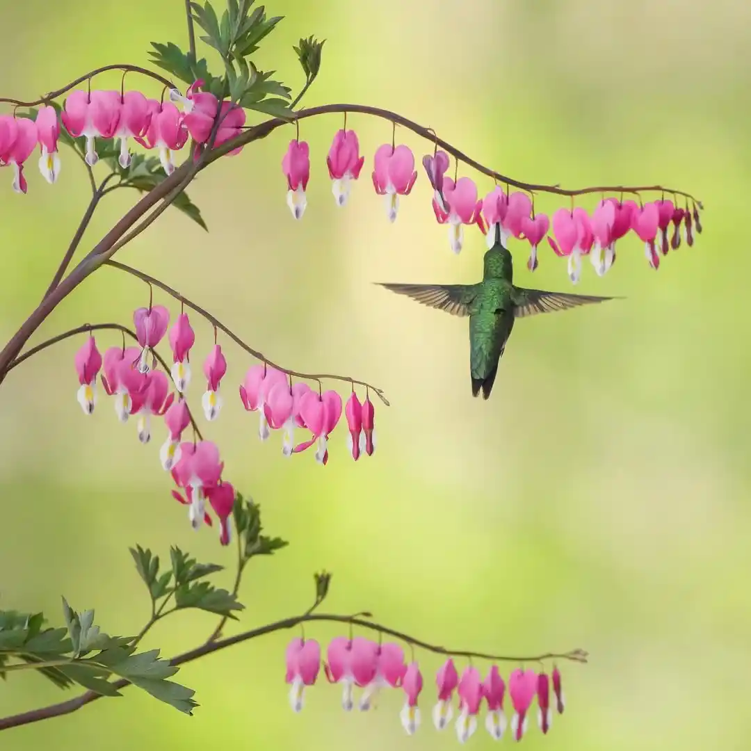 pink dicentra perennial flowers attracting hummingbirds in spring
