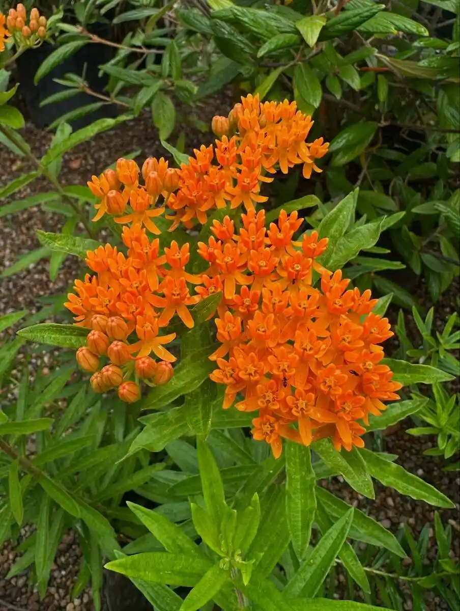 bright orange butterfly weed perennial blooms with hummingbird