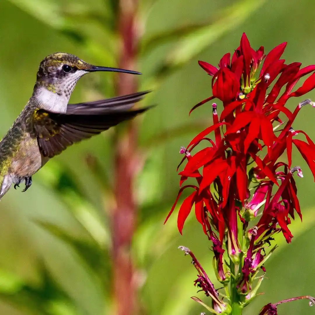 cardinal flower perennial flowers that attract hummingbirds in garden
