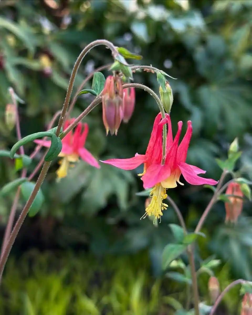 vibrant perennial flowers that attract hummingbirds in garden