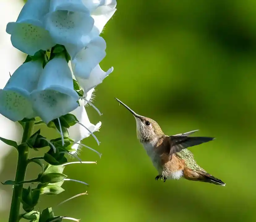 fragrant perennial flowers that attract hummingbirds in full sun