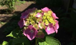 How to Care for Hydrangeas Outdoors (Easy Guide)