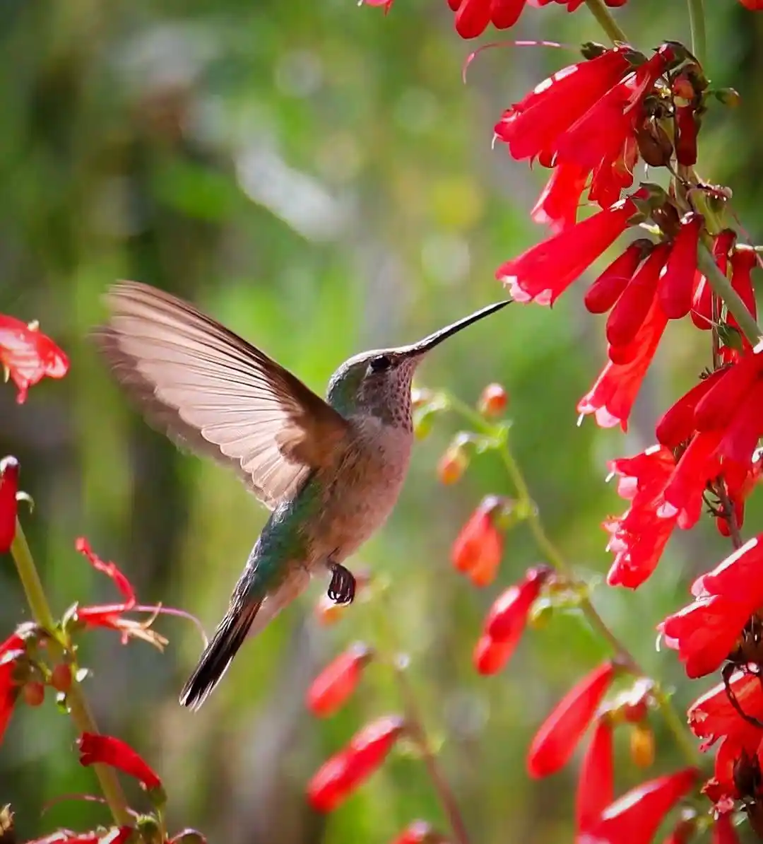 bright summer perennial flowers that attract hummingbirds
