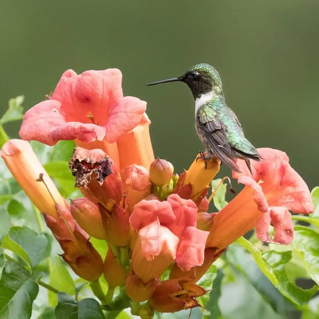 trumpet vine perennial flowers that attract hummingbirds climbing arbor