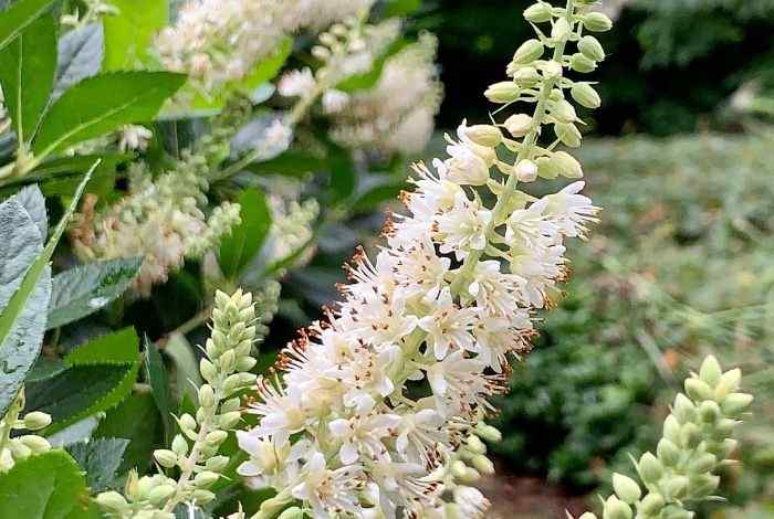 10 Best Shrubs for Delaware Yards