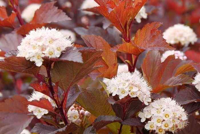 10 Best Shrubs for Indiana Yards (Year-Round)