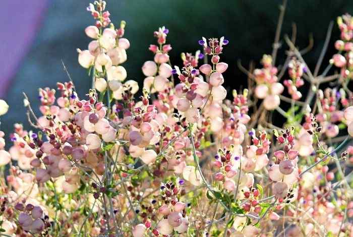 10 Best Shrubs for Nevada Yards (Desert-Proof)