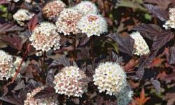 10 Best Shrubs for Ohio Gardens (Zones 5–6)