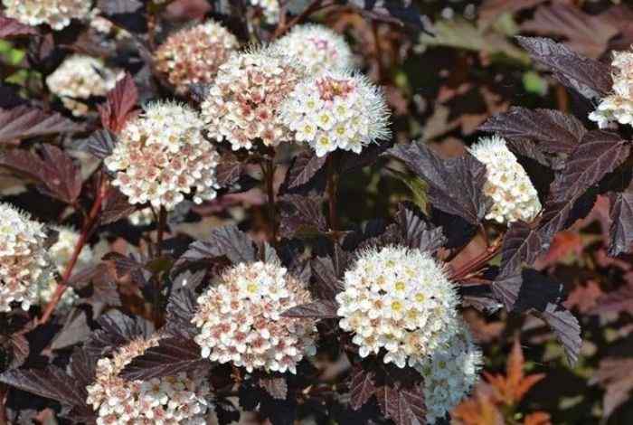 10 Best Shrubs for Ohio Gardens (Zones 5–6)