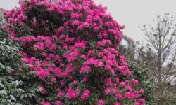 10 Best Shrubs for Rhode Island Yards