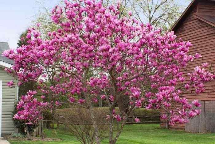 10 Best Shrubs for South Dakota Yards (Low Care)