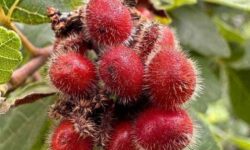 10 Best Shrubs for Virginia for Year-Round Interest