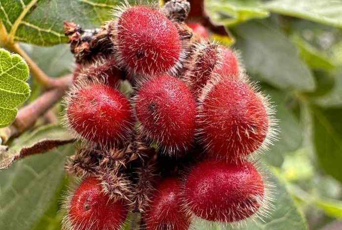 10 Best Shrubs for Virginia for Year-Round Interest