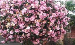 10 Best Shrubs for Washington Yards