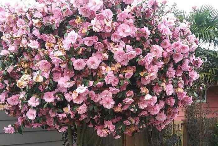 10 Best Shrubs for Washington Yards