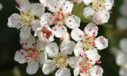 10 Evergreen Shrubs in Front of House for Year-Round Style