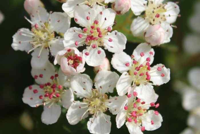 10 Evergreen Shrubs in Front of House for Year-Round Style