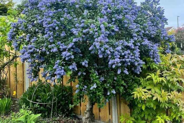 10 Flowering Evergreen Shrubs That Bloom Beautifully