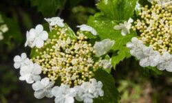10 Flowering Shrubs for Full Sun That Bloom for Months