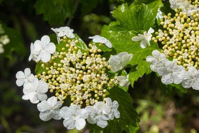 10 Flowering Shrubs for Full Sun That Bloom for Months
