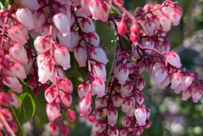 10 Flowering Shrubs for Shade That Bloom Beautifully