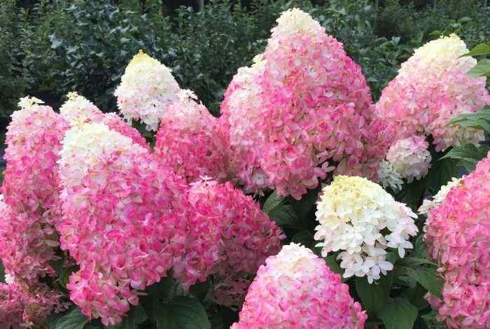 10 Low Maintenance Bushes and Shrubs That Always Look Good