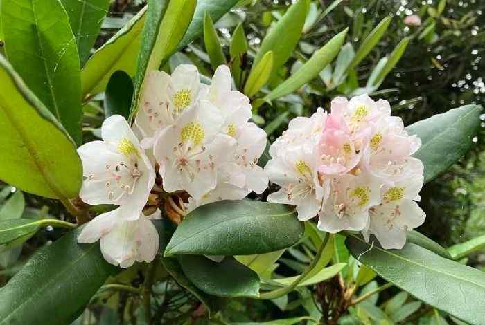 10 Native Shrubs for Kentucky That Always Perform