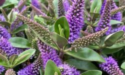 10 Purple Bushes and Shrubs That Bloom and Impress