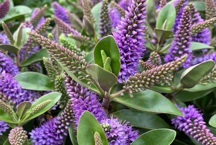 10 Purple Bushes and Shrubs That Bloom and Impress