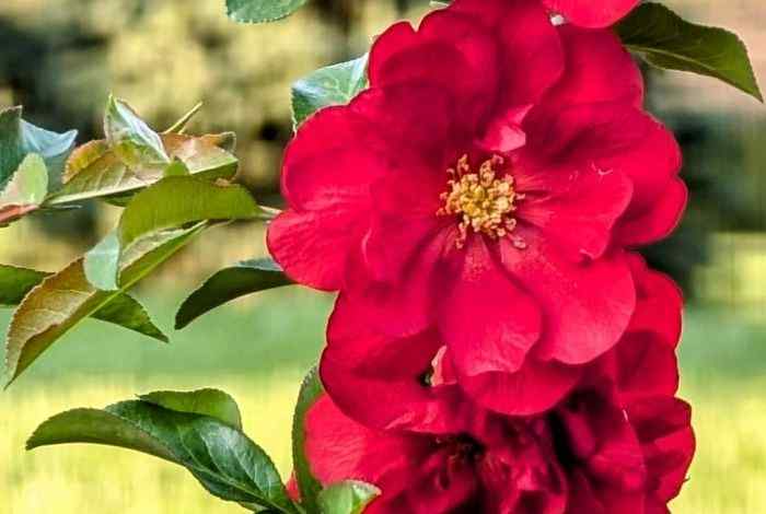 10 Red Bushes Shrubs That Make Your Yard Pop